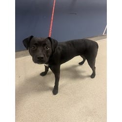 Photo of Sally, adoptable Terrier (Unknown Type, Medium) in Doral, Florida
