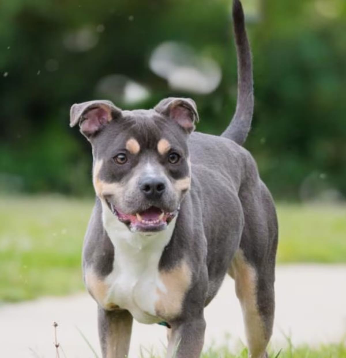 Photo of Rallo, adoptable American Bulldog in Derwood, Maryland
