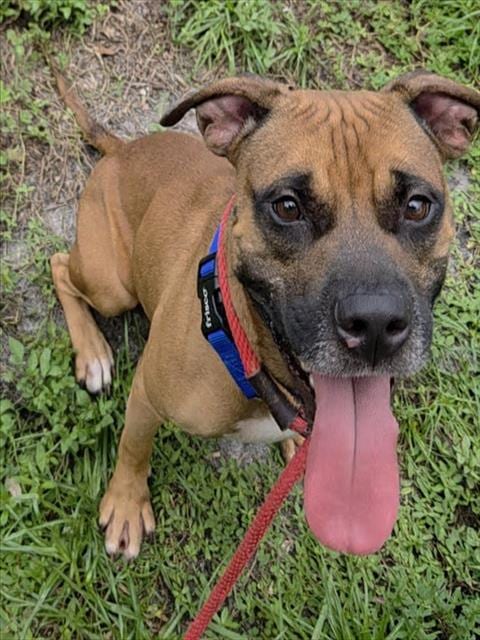 Photo of Sizzla, adoptable Pit Bull Terrier in Fort Lauderdale, Florida
