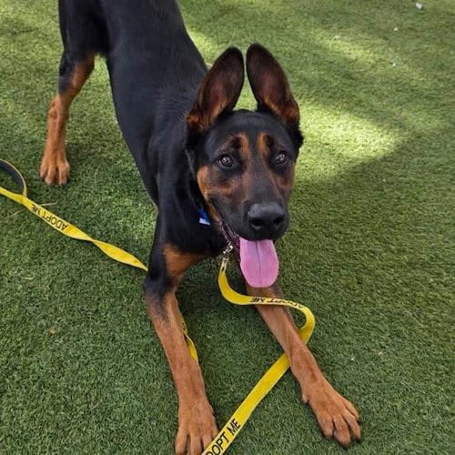 Photo of Robbi, adoptable German Shepherd Dog in Las Vegas, Nevada