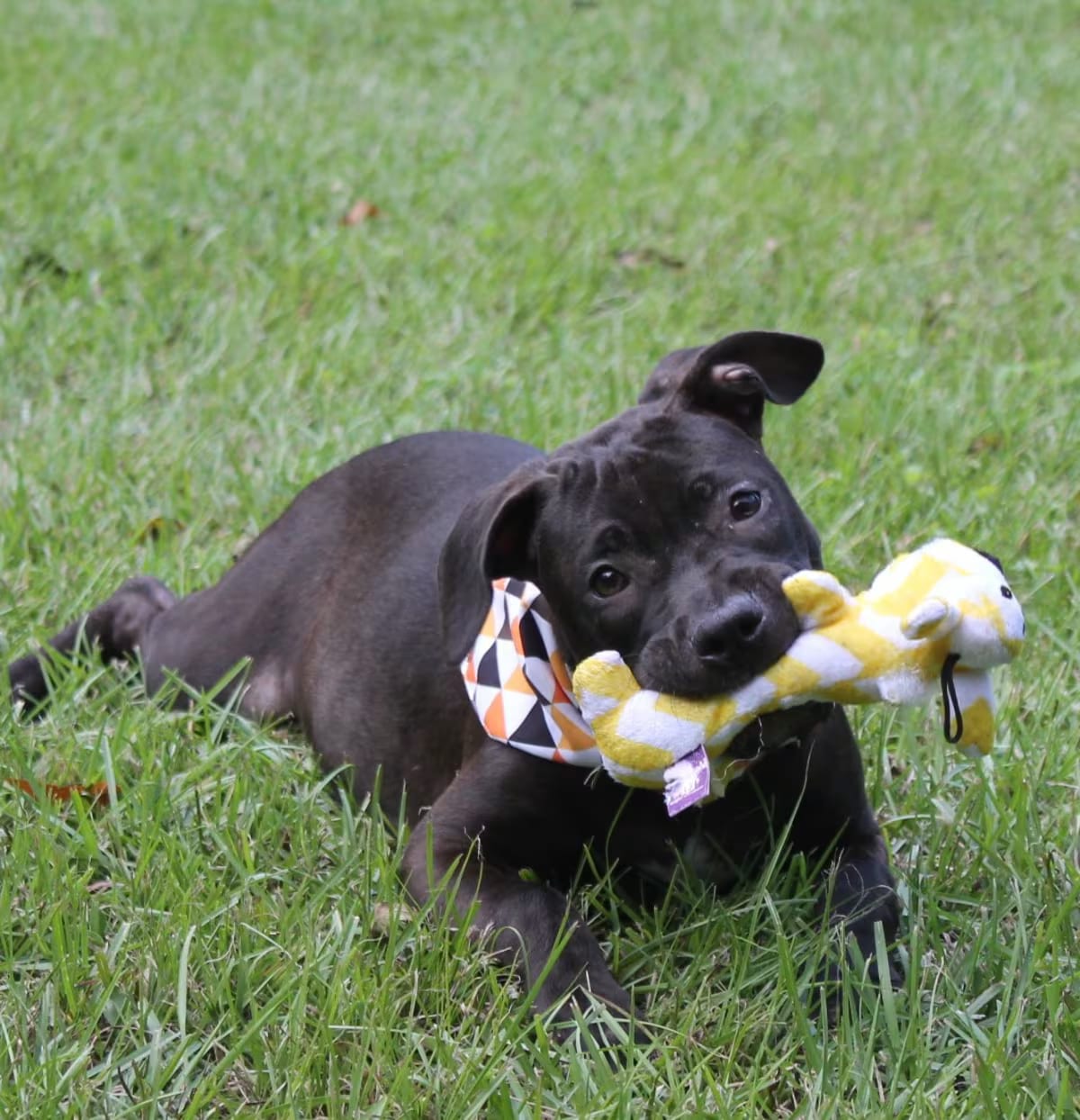 Photo of Lunna, adoptable Labrador Retriever/Bulldog in Jesup, Georgia