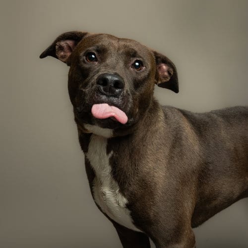 Photo of Jade, adoptable Pit Bull Terrier in Rowlett, Texas