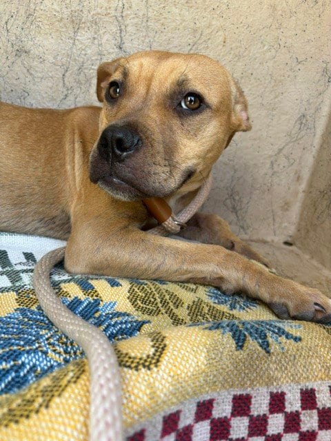 Photo of Lucy, adoptable Boxer in Oklahoma City, Oklahoma