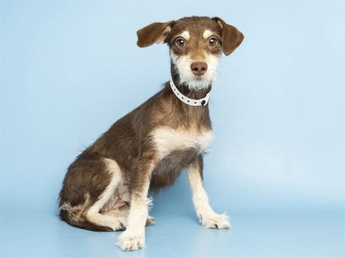 Photo of Coco, adoptable Chihuahua in Phoenix, Arizona