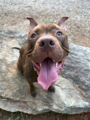 Photo of Bartledee, adoptable dog in Chamblee, Georgia