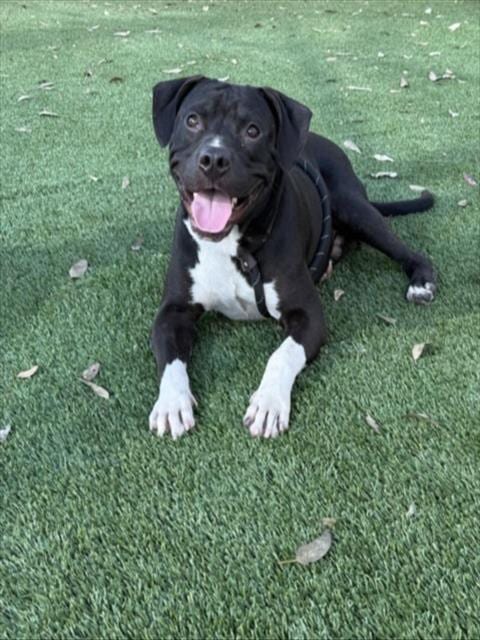 Photo of Spike Lee, adoptable Pit Bull Terrier in Los Angeles, California