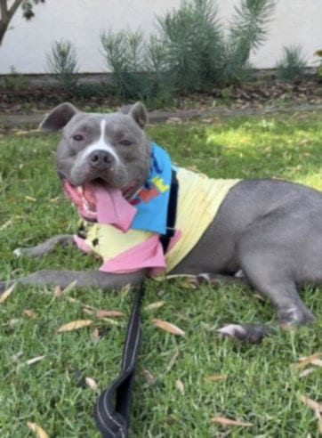 Photo of Peter, adoptable Pit Bull Terrier in Los Angeles, California