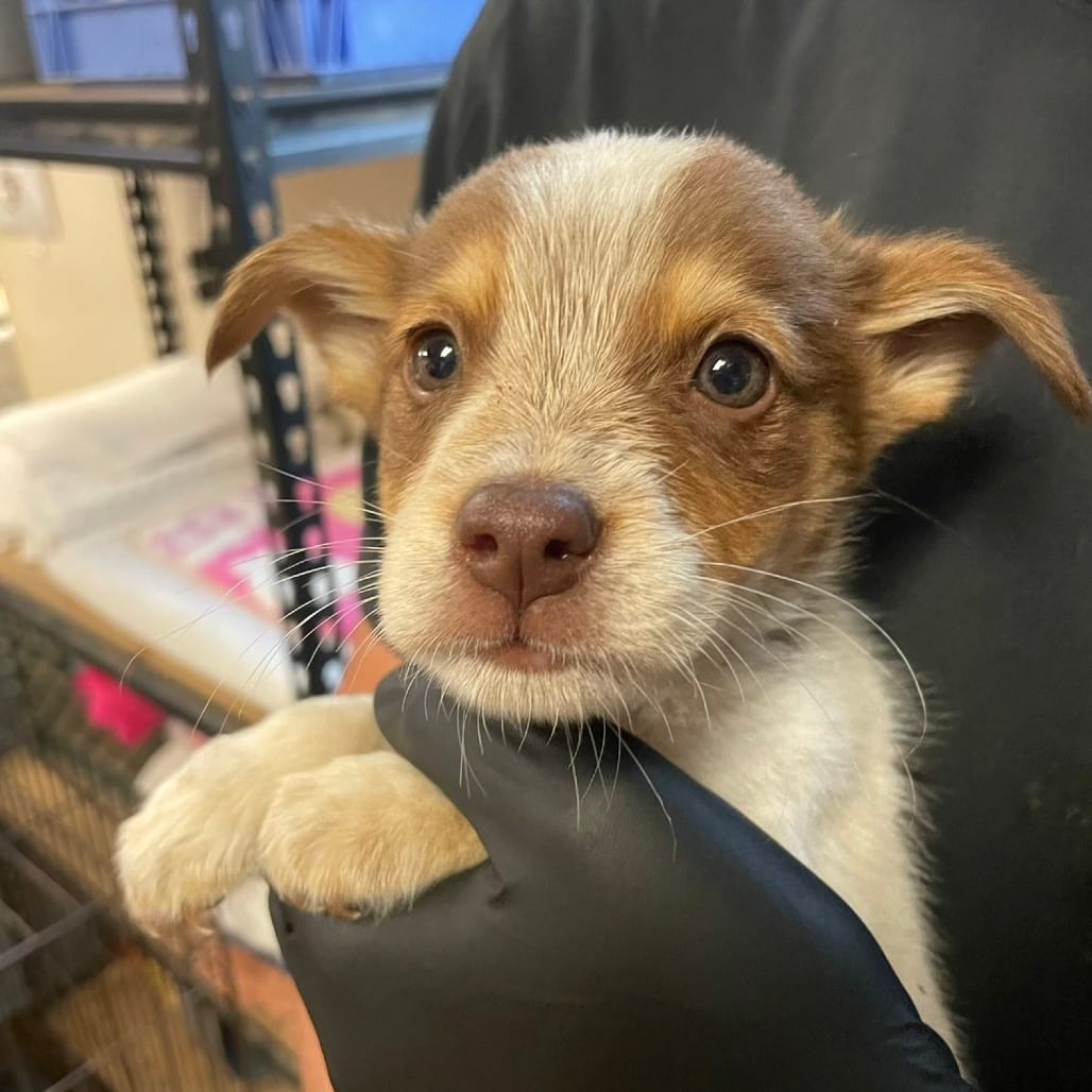 Photo of Trevor, adoptable American Blue Heeler / Mix in Kanab, Utah