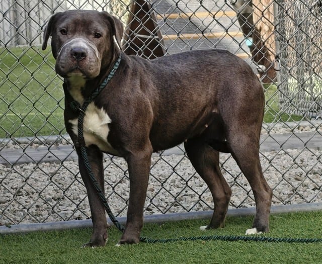 Photo of Sassy, adoptable Chinese Sharpei mix in San José, California