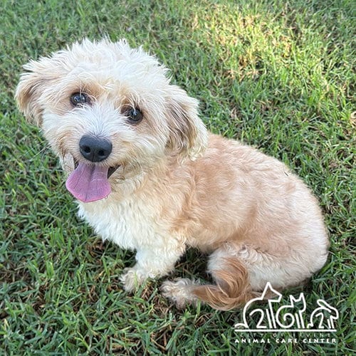 Photo of Jack, adoptable Terrier in Irvine, California