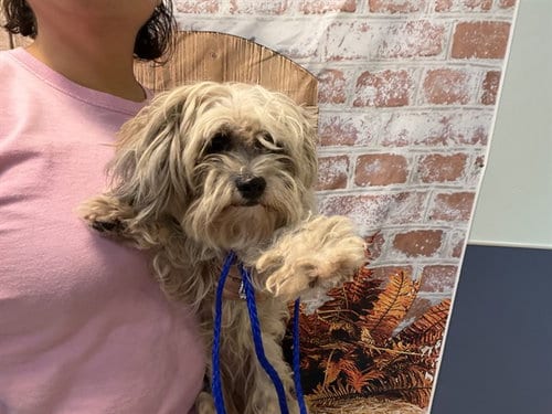 Photo of Joy, adoptable Maltese in Miami, Florida