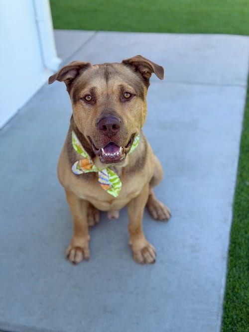 Photo of Pancho, adoptable German Shepherd Dog in Los Angeles, California