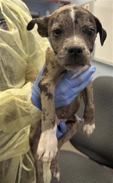 Photo of Mouse, adoptable American Pit Bull Terrier in Phoenix, Arizona