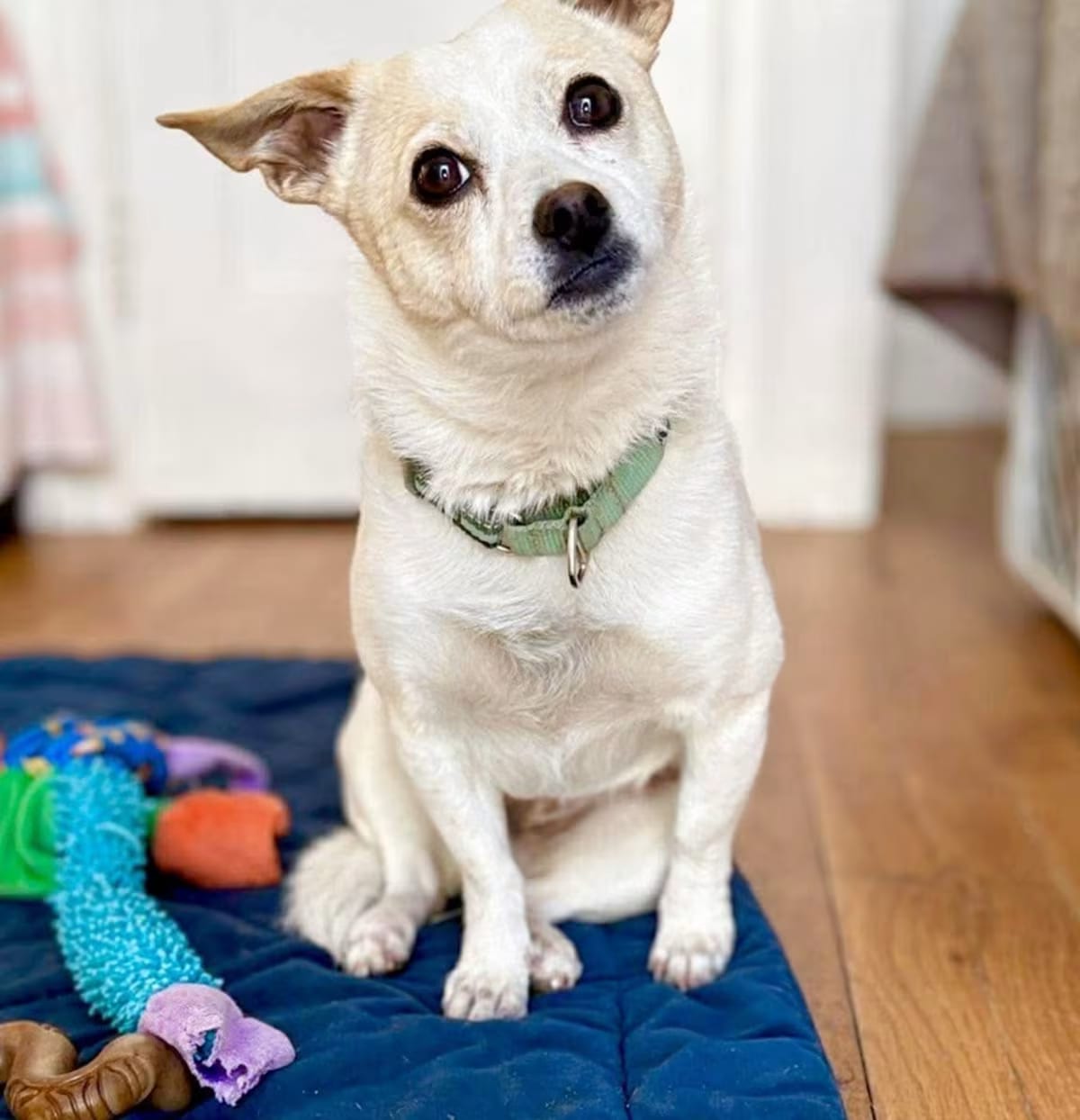 Photo of Fangsy Bacca, adoptable Jack Russell Terrier/Chihuahua in Saugus, Massachusetts