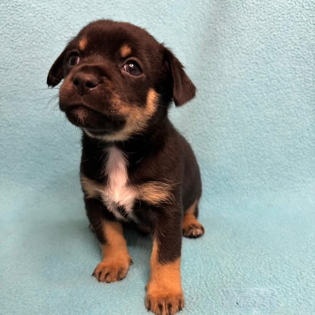 Photo of Clove, adoptable Chihuahua in Georgia, Georgia