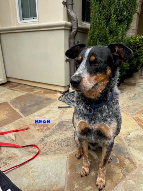 Photo of Bean, adoptable Australian Cattle Dog/Blue Heeler in Woodland Hills, California