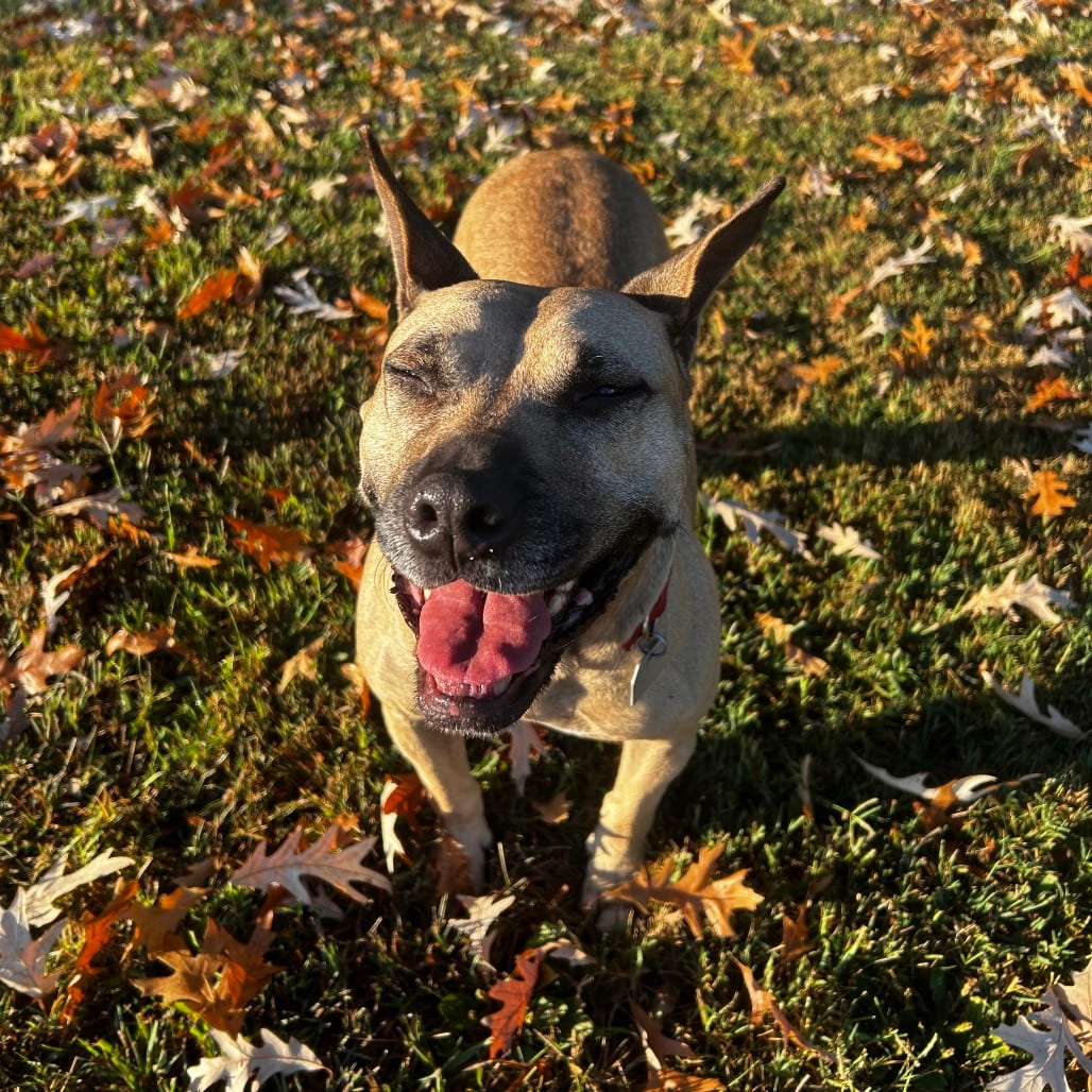 Photo of Deedee, adoptable Mixed Breed (Medium) in Chattanooga, Tennessee
