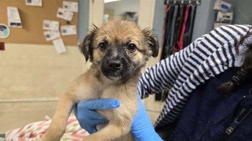 Photo of Cub, adoptable German Shepherd Dog in Riverside, California