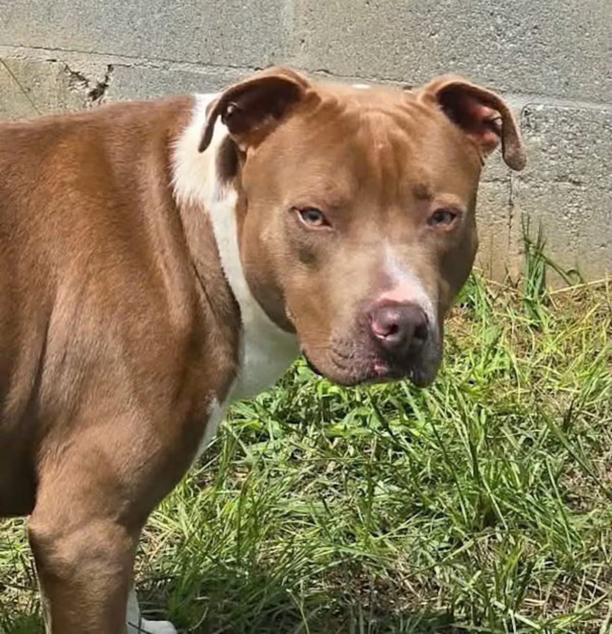 Photo of Thumper, adoptable Bulldog/Mixed Breed (Large) in Allentown, Pennsylvania