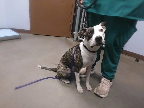 Photo of Starlight, adoptable American Pit Bull Terrier in Phoenix, Arizona