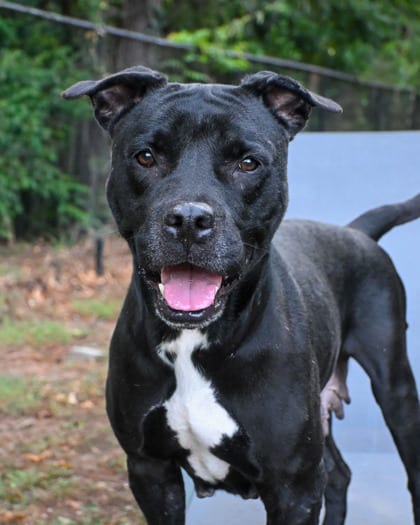 Photo of Zaria, adoptable dog in Chamblee, Georgia