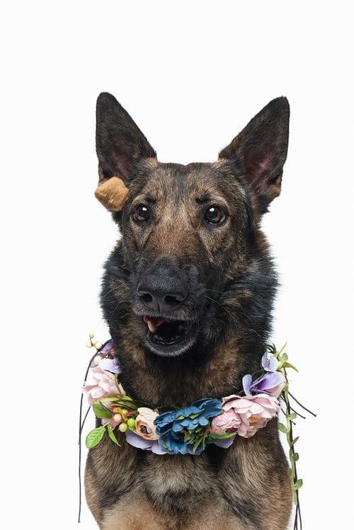 Photo of Mila, adoptable German Shepherd Dog in Houston, Texas