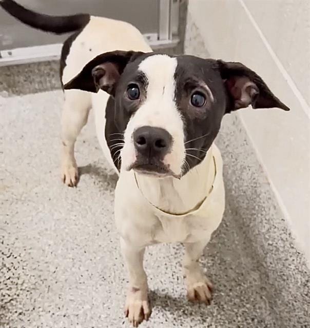 Photo of Sadie, adoptable Pit Bull Terrier mix in Houston, Texas