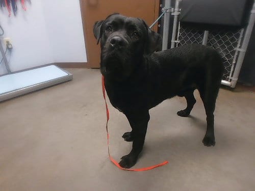 Photo of Blueberry, adoptable Mastiff in Phoenix, Arizona