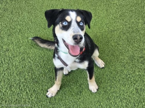 Photo of A2295684, adoptable Husky in Van Nuys, California