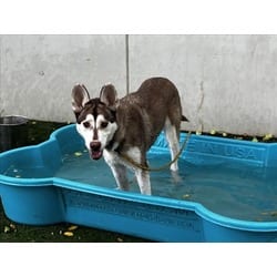 Photo of Bella, adoptable Husky in Chatsworth, California