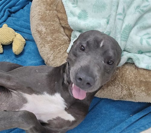 Photo of Winston, adoptable Pit Bull Terrier in Killeen, Texas