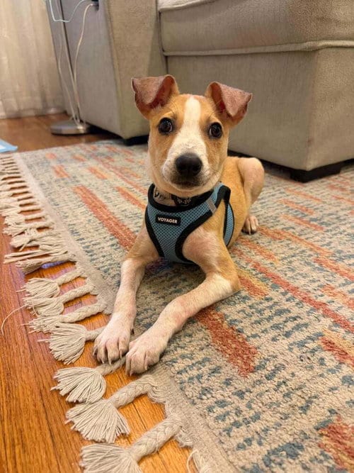Photo of Pete (AL), adoptable Jack Russell Terrier in New York, New York