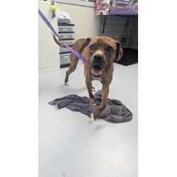 Photo of Forest, adoptable Mixed Breed (Medium) in Maumee, Ohio