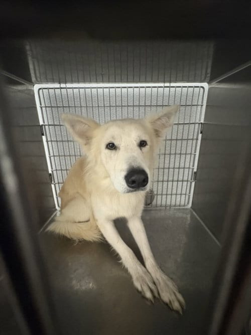 Photo of Boris, adoptable Husky in Los Angeles, California