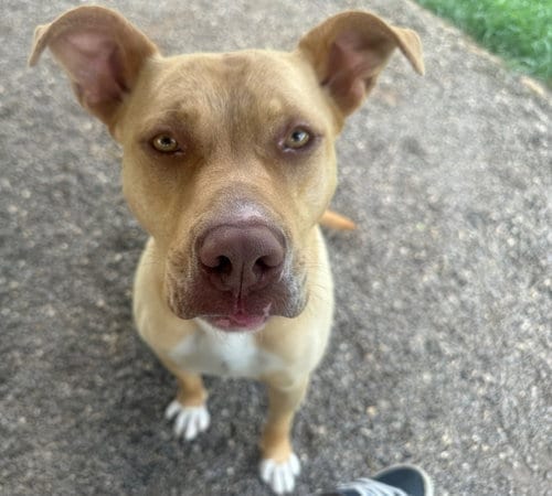 Photo of Peanuts, adoptable Labrador Retriever in Burnsville, North Carolina