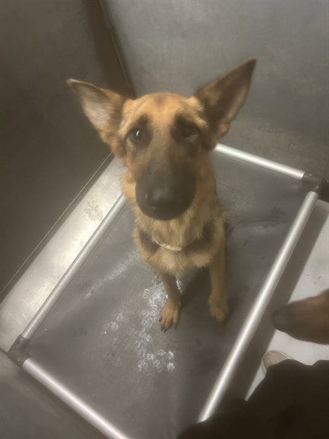 Photo of Dior, adoptable German Shepherd Dog in Conroe, Texas