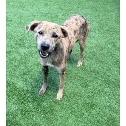 Photo of Sweet Girl, adoptable Catahoula Leopard Dog in Baton Rouge, Louisiana