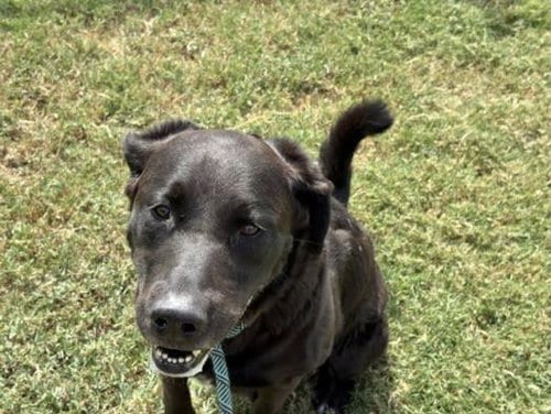 Photo of Buddy, adoptable Labrador Retriever in Tulsa, Oklahoma