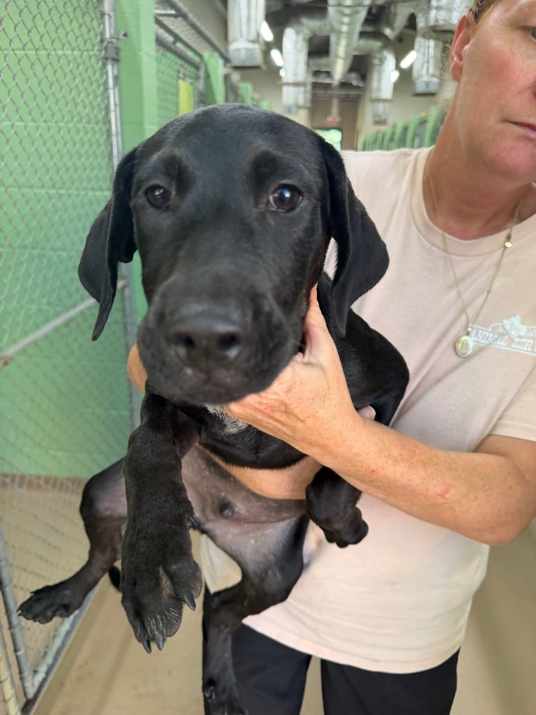 Photo of collard, adoptable Labrador Retriever in Nacogdoches, Texas