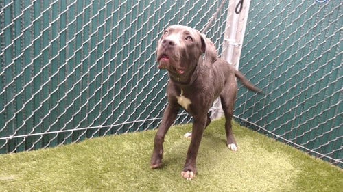Photo of Clifford, adoptable Cane Corso Mastiff in Downey, California