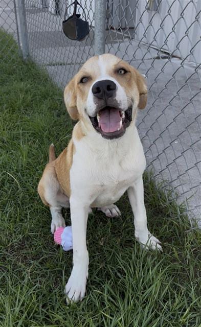Photo of Corn, adoptable Labrador Retriever in Rosenberg, Texas