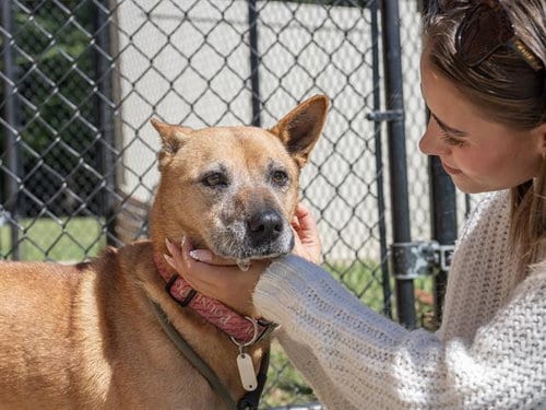 Photo of Liebling, adoptable German Shepherd Dog in Haw River, North Carolina