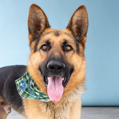 Photo of Max, adoptable German Shepherd Dog in Pasadena, California