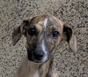 Photo of Dixie, adoptable Plott Hound in Canton, Connecticut
