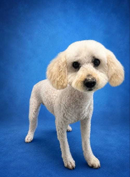 Photo of Piyo, adoptable Poodle (unknown type) in Sandy, Utah