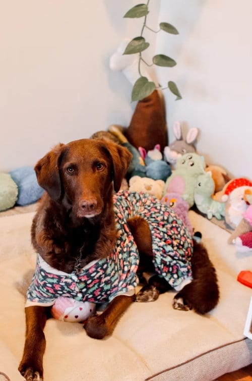 Photo of Murphy, adoptable Labrador Retriever in Columbus, Indiana