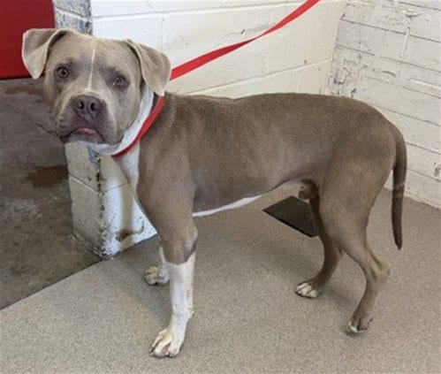 Photo of Tommy Boy, adoptable Pit Bull Terrier in San Bernardino, California