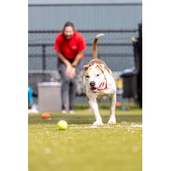 Photo of Vespa, adoptable Mixed Breed (Medium) in New Castle, Delaware