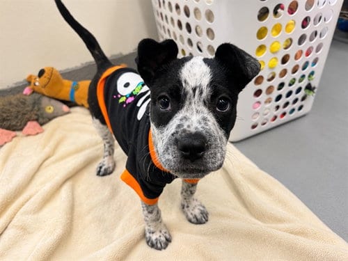 Photo of Charlie, adoptable Australian Cattle Dog/Blue Heeler in Moreno Valley, California