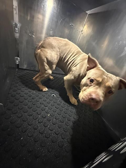Photo of Martie, adoptable American Bulldog in San Antonio, Texas